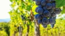 Grape Festival